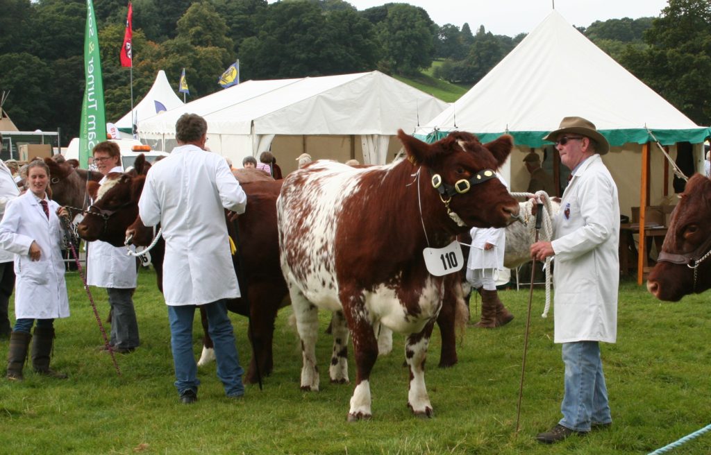 Pateley Show Cows